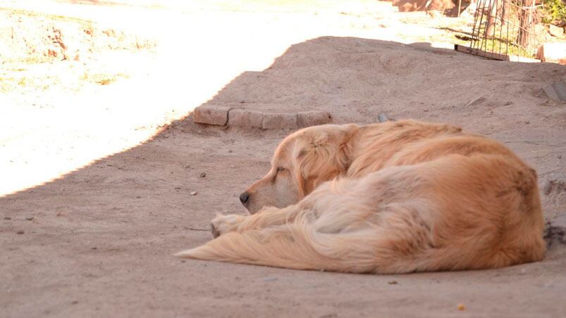 Alex, el perro que encontró los restos del bebé recién nacido.