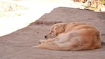 Alex, el perro que encontró los restos del bebé recién nacido.