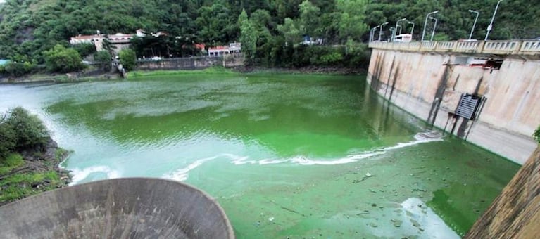 Algas en el San Roque: confirman que el agua de la canilla es potable