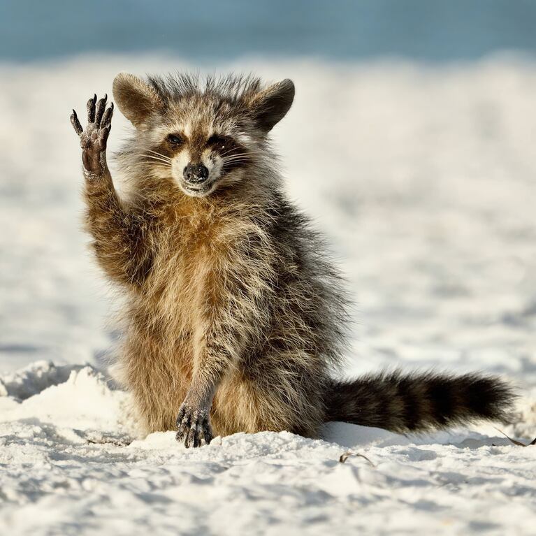 Algunas de las imágenes finalistas para los Comedy Wildlife Photography Awards 2022.