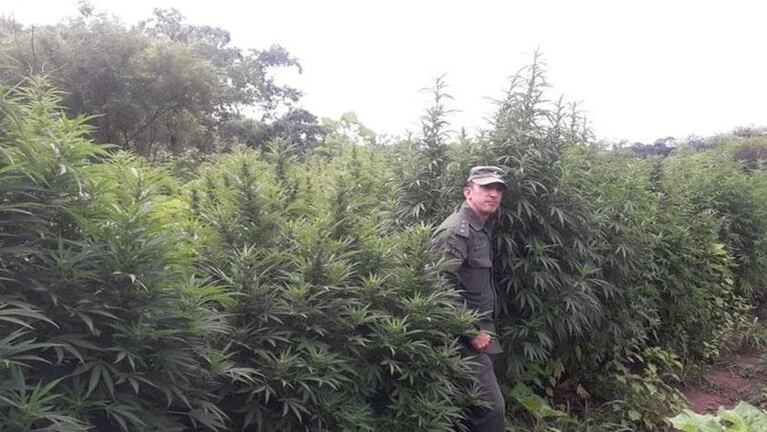 Allanaron una finca en Salta: encontraron más de 10 mil plantas de marihuana en la selva