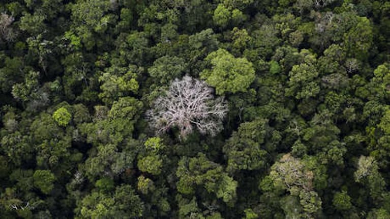 Amazonas: la masacre de una tribu aislada conmueve a Brasil