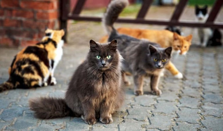 Amenazó de muerte a una joven por alimentar gatos callejeros y causó temor: “Balas en la frente”