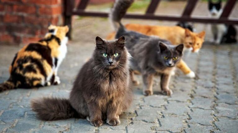 Amenazó de muerte a una joven por alimentar gatos callejeros y causó temor: “Balas en la frente”