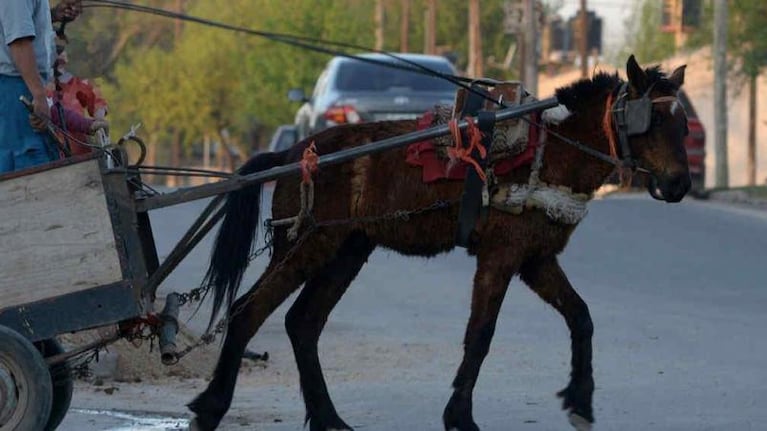 Animales agresivos o maltratados serán atendidos en la Universidad Católica