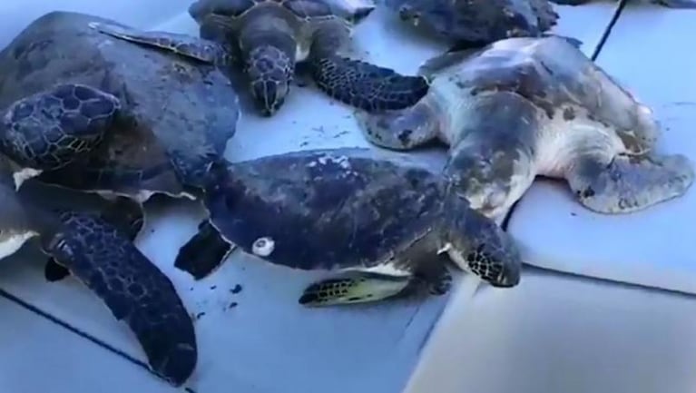 Animales congelados, la triste imagen del ciclón bomba