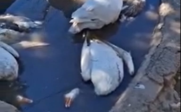 Animales muertos en una escuela agrotécnica de Villa Sarmiento. Imagen: (Gentileza Radio Stylo 92.7 Villa Dolores).