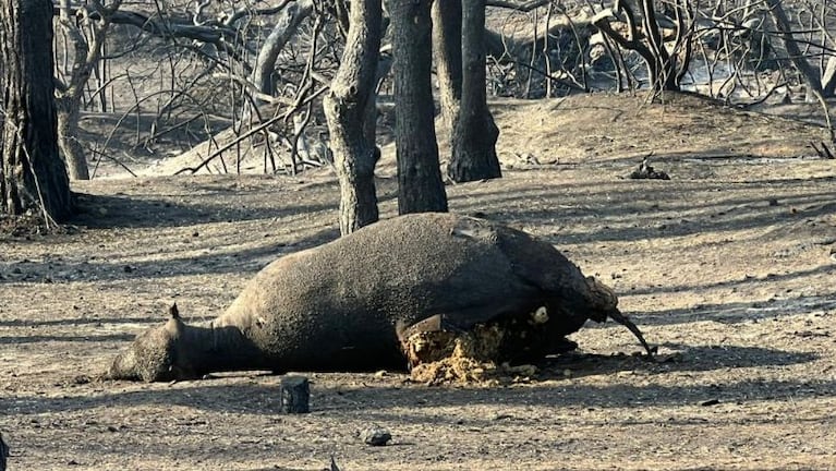 Animales quemados en el norte de Punilla.