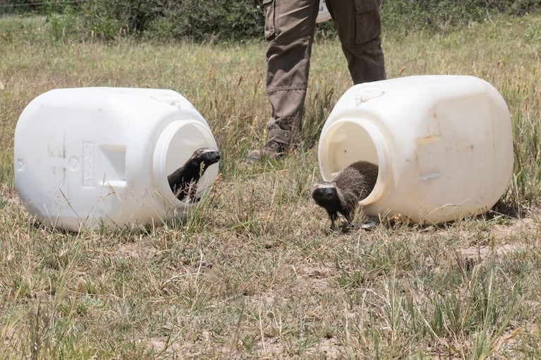 animales rescatados cordoba