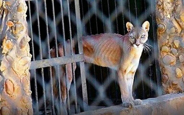 Animales sufren desnutrición severa en zoológico venezolano