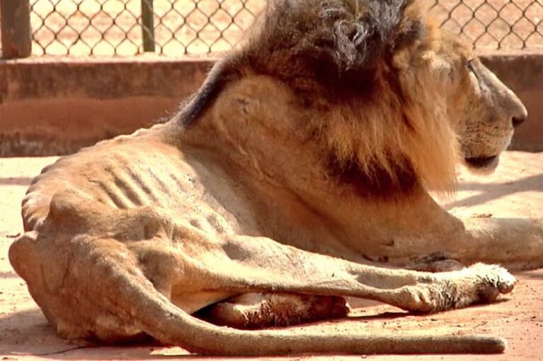 Animales sufren desnutrición severa en zoológico venezolano