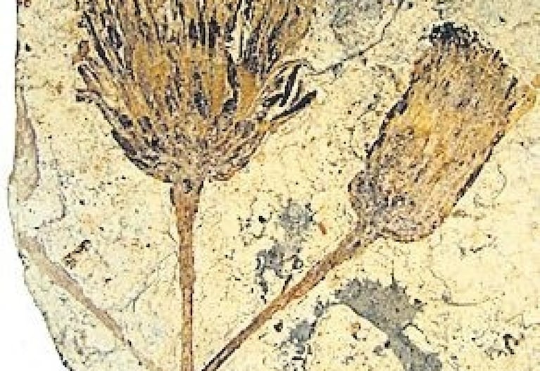 Años atrás encontraron en la Patagonia la margarita más antigua del mundo