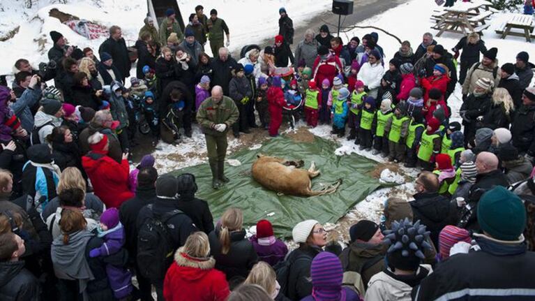 Ante niños, los especialistas del zoo diseccionan habitualmente a algunos animales.