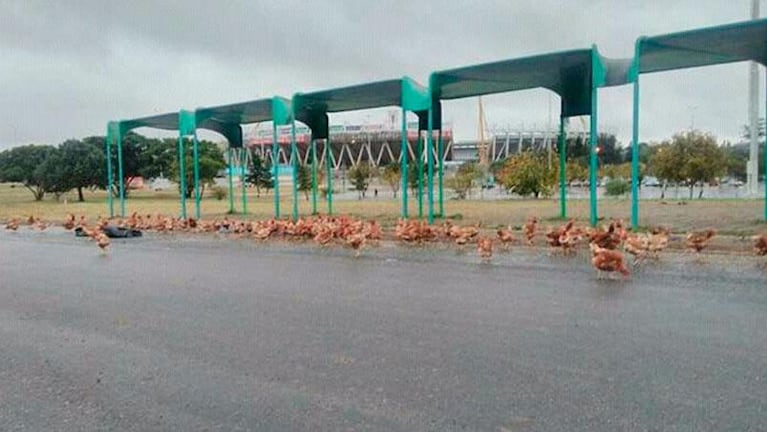 Antes del clásico, tiraron 250 gallinas en el estadio Kempes