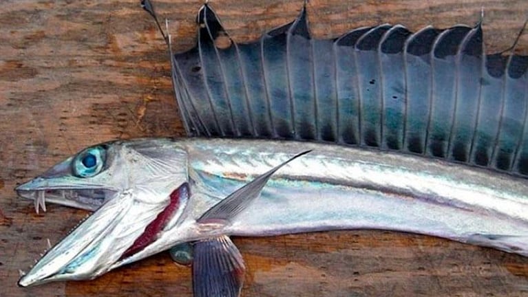 Aparecieron peces caníbales con dientes de dagas en la costa de Estados Unidos