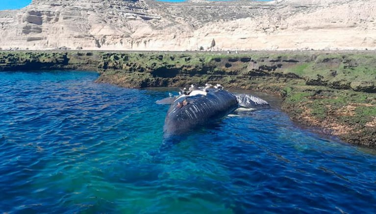 Aparecieron seis ballenas muertas en Puerto Pirámides e investigan el motivo: las fotos