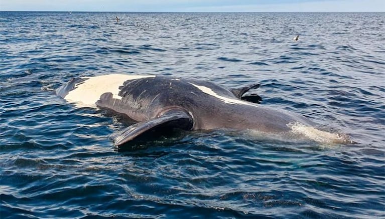 Aparecieron seis ballenas muertas en Puerto Pirámides e investigan el motivo: las fotos