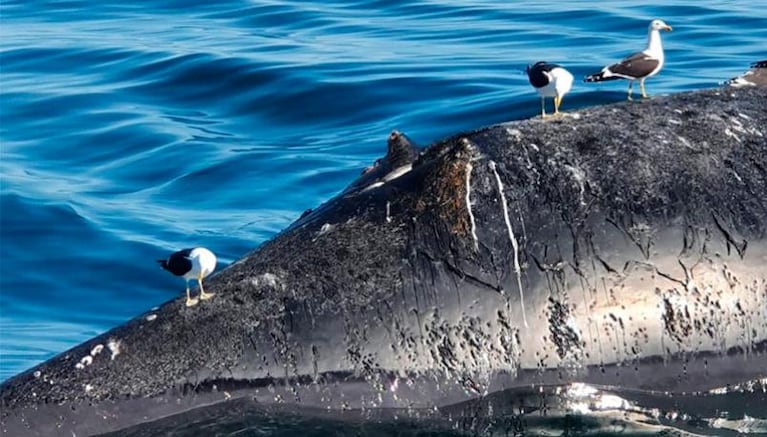 Aparecieron seis ballenas muertas en Puerto Pirámides e investigan el motivo: las fotos