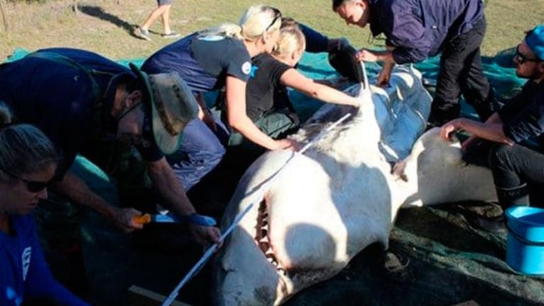 Aparecieron tiburones blancos desmembrados en Sudáfrica