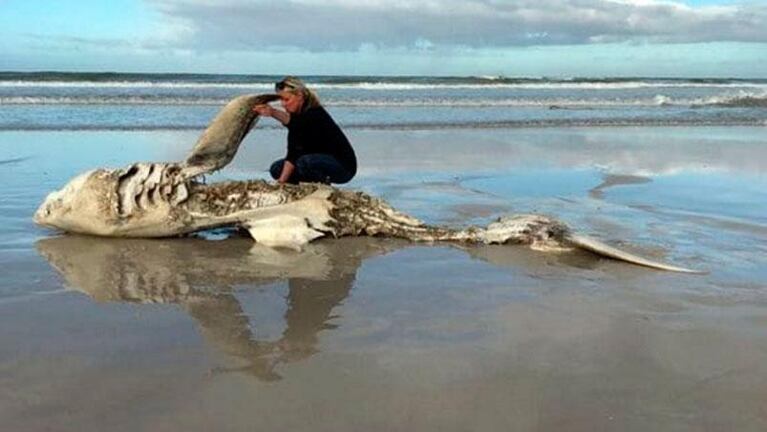 Aparecieron tiburones blancos desmembrados en Sudáfrica