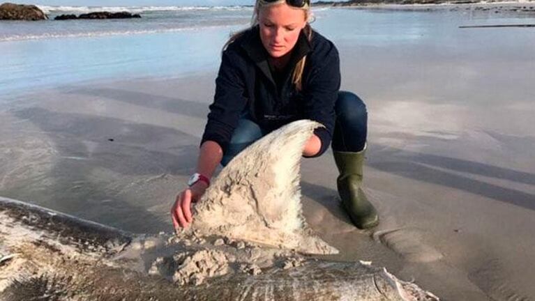 Aparecieron tiburones blancos desmembrados en Sudáfrica