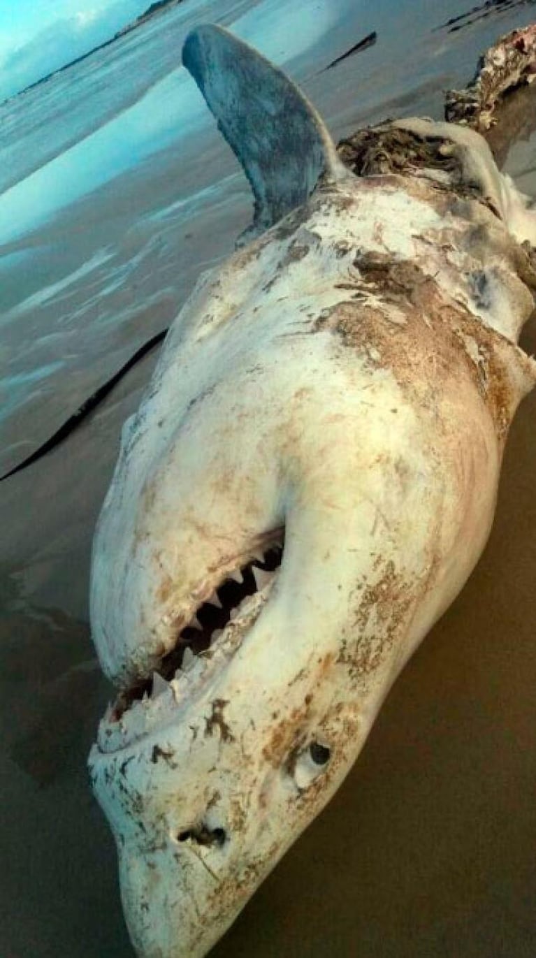Aparecieron tiburones blancos desmembrados en Sudáfrica