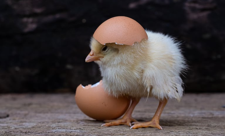 ¿Apareció primero el huevo o la gallina? 