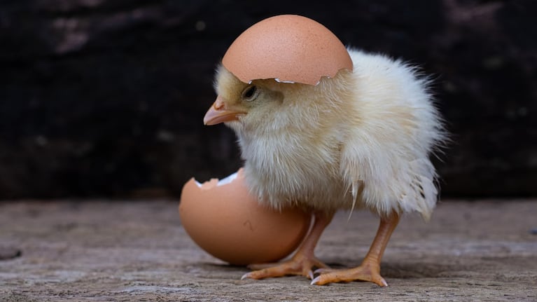 ¿Apareció primero el huevo o la gallina?