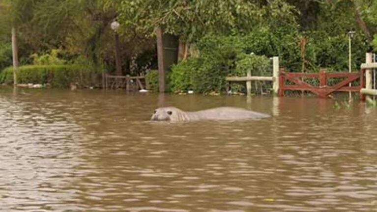 Apareció un elefante marino en el río Gualeguaychú