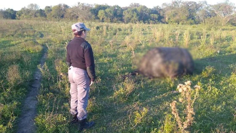 Apareció un peculiar objeto en un campo de Chaco.