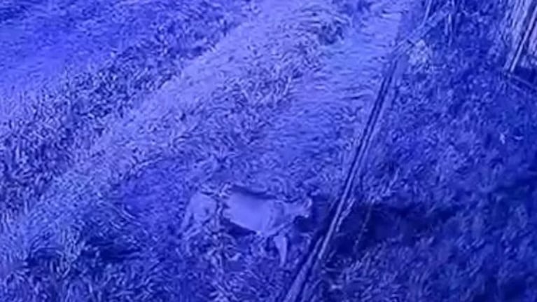 Apareció un puma en un barrio privado.