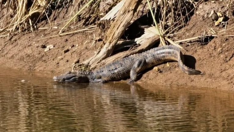 Apareció un yacaré en la laguna del Parque Cincuentenario de San Francisco.
