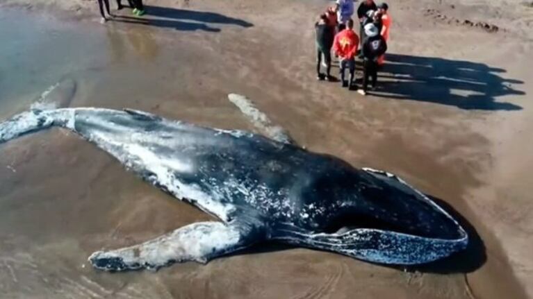Apareció una ballena muerta en las playas de Mar del Plata.