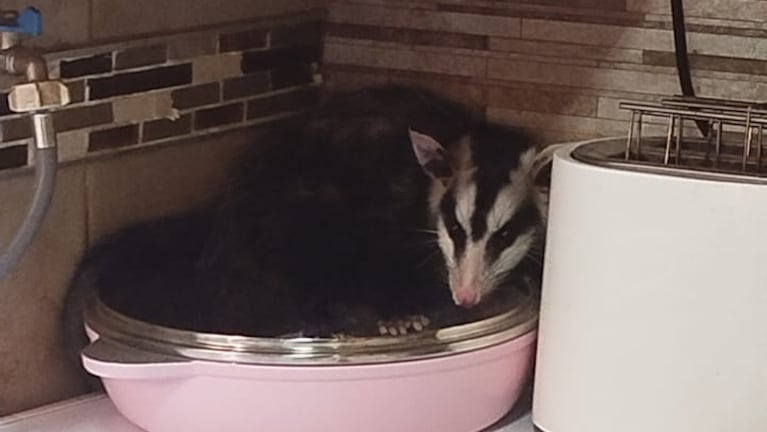 Apareció una comadreja en la cocina de una casa. (Foto: Policía de Córdoba) 