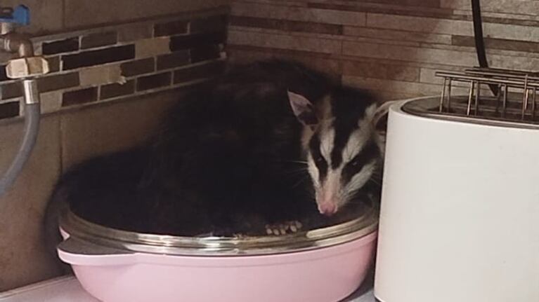 Apareció una comadreja en la cocina de una casa. (Foto: Policía de Córdoba)