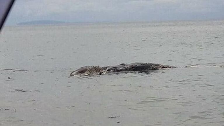 Apareció una criatura gigante en una isla y nadie sabe qué es