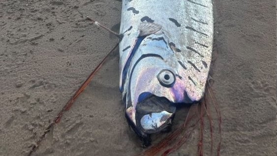 Apareció una extraña criatura marina de varios metros y hay miedo por una catástrofe