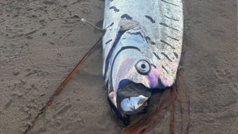 Apareció una extraña criatura marina de varios metros y hay miedo por una catástrofe