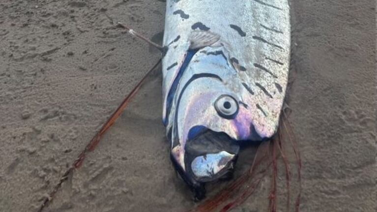 Apareció una extraña criatura marina de varios metros y hay miedo por una catástrofe