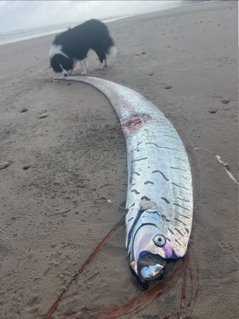 Apareció una extraña criatura marina de varios metros y hay miedo por una catástrofe