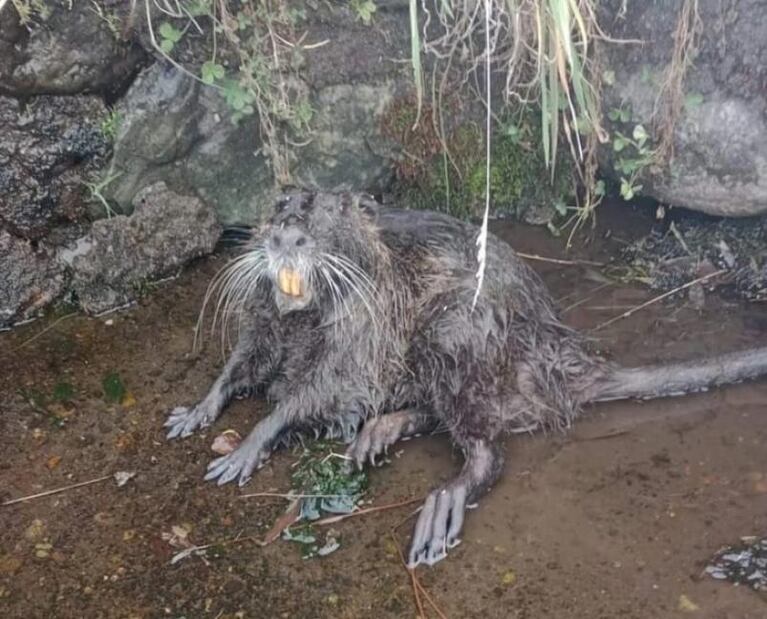 Apareció una extraña criatura y el misterio es total: "Fue la crecida"