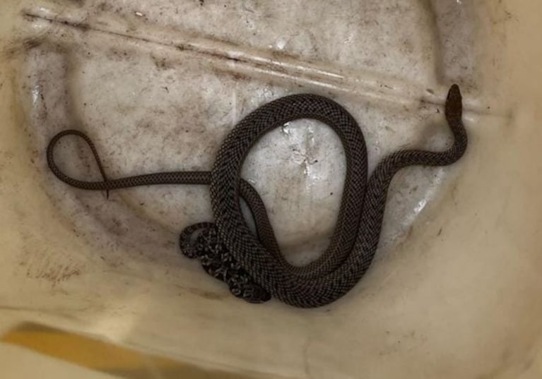 Apareció una serpiente en una casa de un barrio de Córdoba capital.