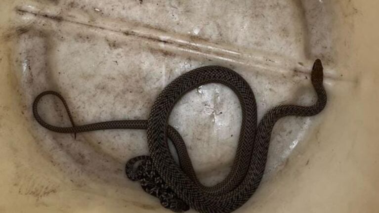 Apareció una serpiente en una casa de un barrio de Córdoba capital.