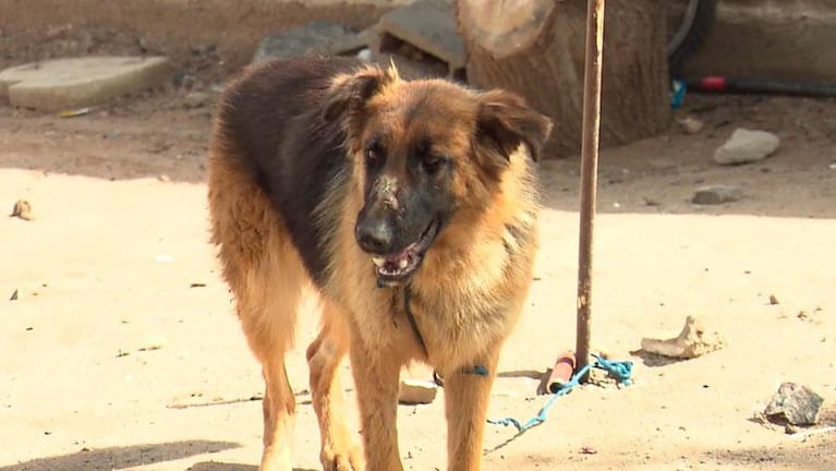 Apuñalaron a una perrita en Villa Allende