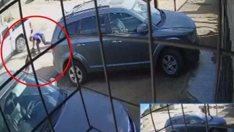 Apuñaló y mató a un pitbull que había mordido a su hijo en la calle