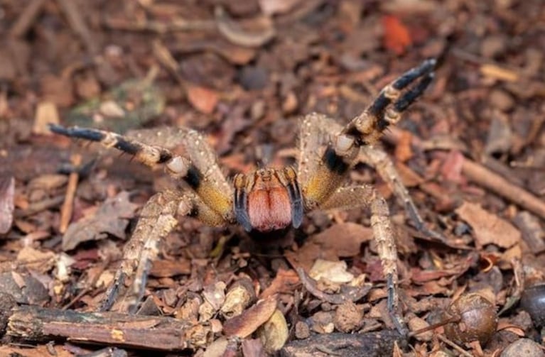 araña del banano