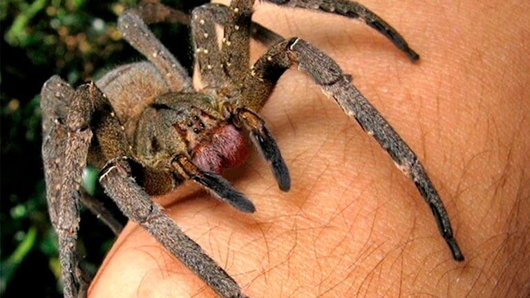araña venenosa