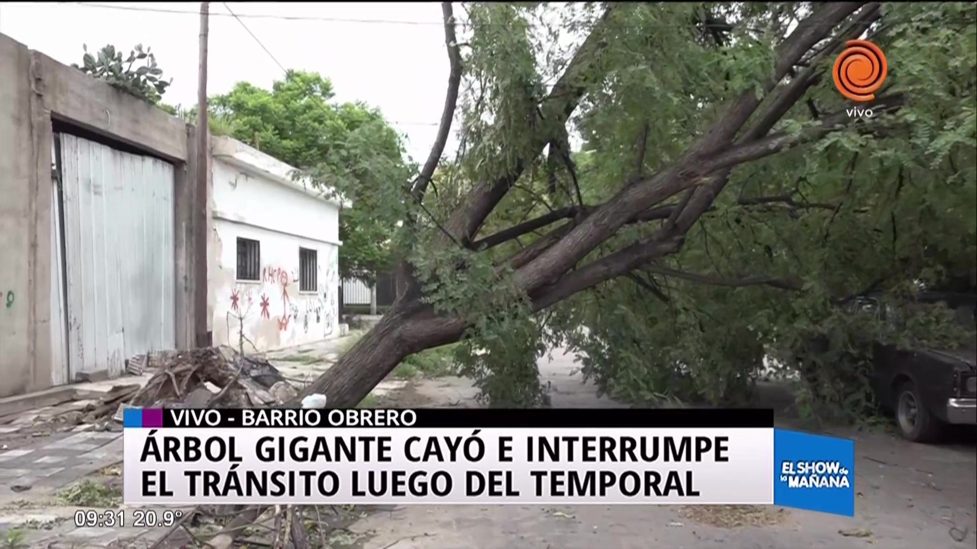 Árbol arrancado de raíz en Barrio Obrero