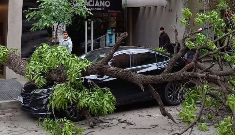 árbol auto nueva córdoba