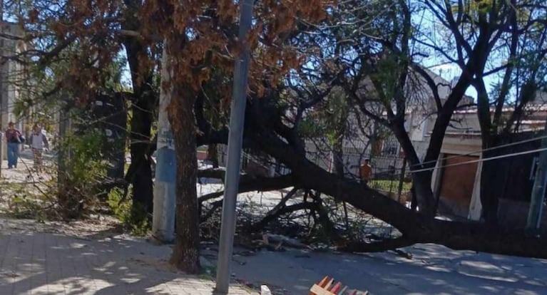 Árbol caído en barrio San Vicente.